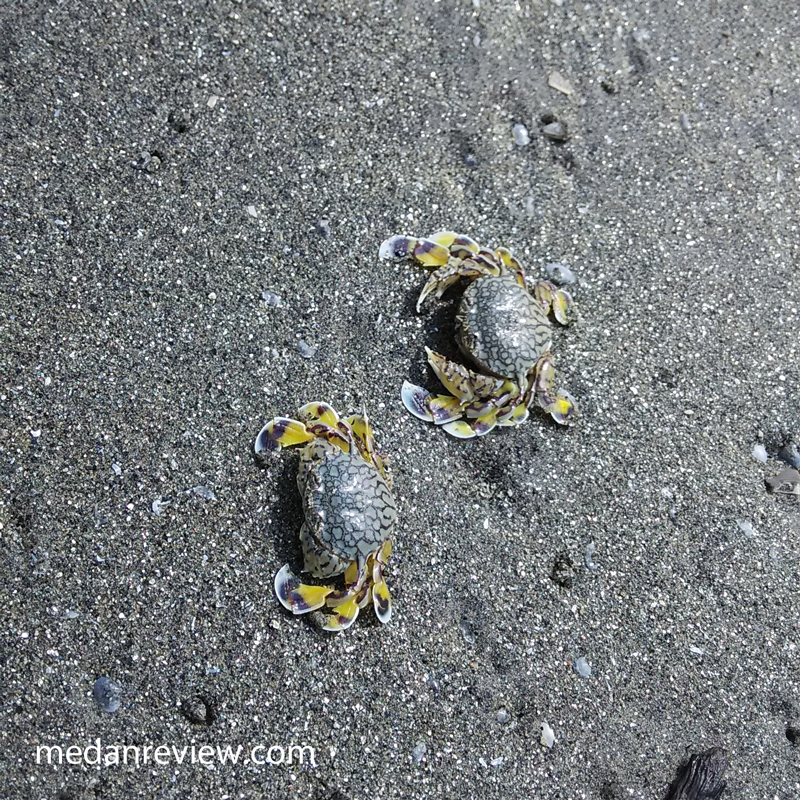 Kepiting di Pinggir Pantai Bali Lestari